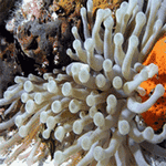 pic for Aquarium  